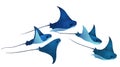 Manta ray fishes, marine animals, sea creatures set vector illustration