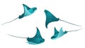 Manta ray fishes, marine animals, sea creatures vector collection Royalty Free Stock Photo