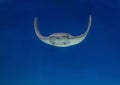 Manta ray float in blue water