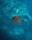 a manta ray floating off of a sandy beach next to a coral Royalty Free Stock Photo