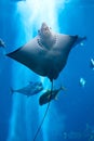 Manta ray floating underwater