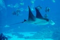 Manta ray floating underwater