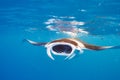 Manta ray floating underwater