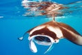 Manta ray floating underwater