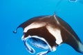 Manta ray floating underwater