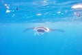 Manta ray floating underwater