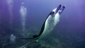 Manta ray flying over the reef, Maldives. Royalty Free Stock Photo