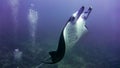 Manta ray flying over the reef, Maldives. Royalty Free Stock Photo