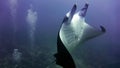 Manta ray flying over the reef, Maldives. Royalty Free Stock Photo