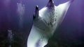 Manta ray flying over the reef, Maldives. Royalty Free Stock Photo