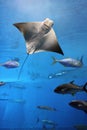 Manta ray flying into a swarm of other fish Royalty Free Stock Photo