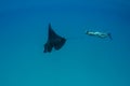 Manta Ray and Free Diver in Indonesia Royalty Free Stock Photo