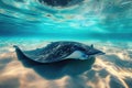 A manta ray gracefully swims through the open waters of the ocean, An underwater view of a graceful stingray swimming near the