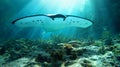 A manta ray isolated on an ocean floor background with space for copy.