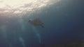 Manta Ray. Large Ray Manta Alfredi Or Reef Manta Ray Swimming Over Scuba Divers