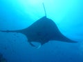 Manta ray of maldive Royalty Free Stock Photo