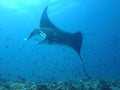 Manta ray of maldive Royalty Free Stock Photo