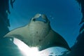 Manta ray in Maldiven Royalty Free Stock Photo