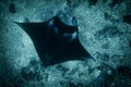 A Manta Ray at manta point Royalty Free Stock Photo