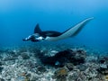 Manta Ray - Mobula alfredi