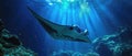 Manta Ray Night Dive Surreal Underwater Encounter In Kona Royalty Free Stock Photo