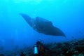 Manta Ray over Reef Royalty Free Stock Photo