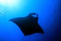 Manta Ray Royalty Free Stock Photo