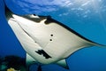 Manta ray in the Red Sea. Egypt. Sharm El Sheikh. Generative AI