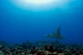 Manta ray on reef Royalty Free Stock Photo