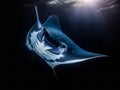 Manta Ray\'s Flight: Graceful Glide in the Deep Blue Royalty Free Stock Photo