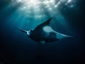 Manta Ray\'s Flight: Graceful Glide in the Deep Blue Royalty Free Stock Photo