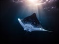 Manta Ray\'s Flight: Graceful Glide in the Deep Blue Royalty Free Stock Photo