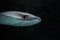 Manta ray in the sea, aquarium Royalty Free Stock Photo