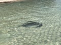 Manta ray in the seashore of a tropical beach Royalty Free Stock Photo