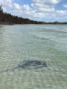 Manta ray in the seashore of a tropical beach Royalty Free Stock Photo