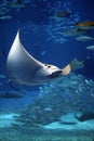 Manta ray seeming to fly underwater Royalty Free Stock Photo