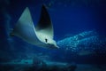 Manta ray in the sea, aquarium