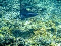 Manta ray in Seychelles underwater near Anse Coco