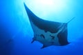 Manta Ray at Socorro Island, Mexico Royalty Free Stock Photo