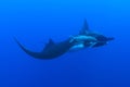 Manta Ray at Socorro Island, Mexico Royalty Free Stock Photo