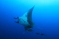 Manta Ray at Socorro Island, Mexico Royalty Free Stock Photo