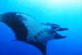 Manta Ray at Socorro Island, Mexico Royalty Free Stock Photo