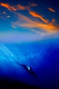 Manta Ray in the sunset Royalty Free Stock Photo