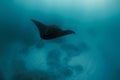 Manta ray swimming freely in ocean. Giant manta ray floating underwater in the tropical ocean