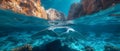 Manta ray swimming in Islas Revillagigedos Mexico. Concept Marine Wildlife, Underwater Photography,