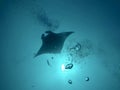 A Manta Ray swimming in the Ocean around Maldives