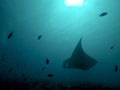 A Manta Ray swimming in the Ocean around Maldives