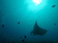 A Manta Ray swimming in the Ocean around Maldives