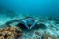 Manta ray swimming in the ocean in French Polynesia