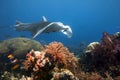 Manta ray swimming over coral reef. Royalty Free Stock Photo